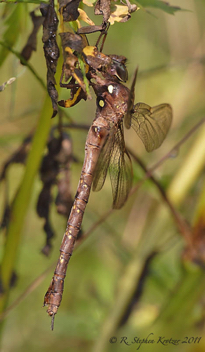 Boyeria vinosa, female